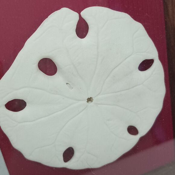 VNT Legend Of The Sand Dollar Maplewood Frame RED Shadowbox Decor Art Coastal - Picture 7 of 16